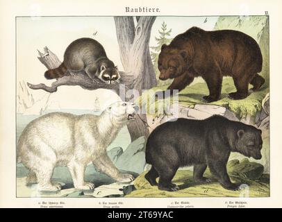 Orso nero americano, Ursus americanus a, orso bruno, Ursus arctos b, orso polare, Ursus maritimus c, e raccoon, Procyon lotor d. Chromolithograph di Gotthilf Heinrich von Schubert's Natural History of Animal Kingdom for School and Home (Naturgeschichte des Tierreichs fur Schule und Haus), Schreiber, Monaco di Baviera, 1886. Foto Stock