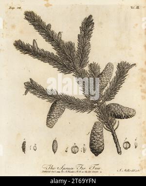 Abete rosso norvegese o abete rosso europeo, abies Picea. Abete rosso abete, Pinus abies. Incisione su lastra di rame disegnata e incisa da John Miller (Johann Sebastian Muller) da John Evelyns Sylva, or A Discourse of Forest Trees and the Propagation of Timer, J. Dodsley, Londra, 1776. Foto Stock