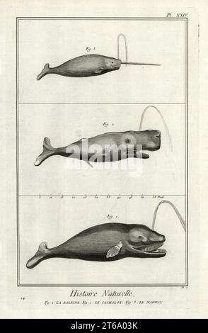 Balena destra dell'Atlantico settentrionale, Eubalaena glacialis (a rischio critico), capodoglio o cachalot, Physeter macrocephalus (a rischio) e narwhal, monodon monoceros. La baleine, le cachalot, le narwal. Incisione su piastra di rame di Antonio Baratti dopo Francois-Nicolas Martinet di Denis Diderot e Jean le Rond dAlemberts Encyclopedie, Histoire Naturelle (Encyclopedia: Natural History), Livourne, 1774. Francois-Nicolas Martinet (1731-1800) è stato un disegnatore e incisore francese. Foto Stock