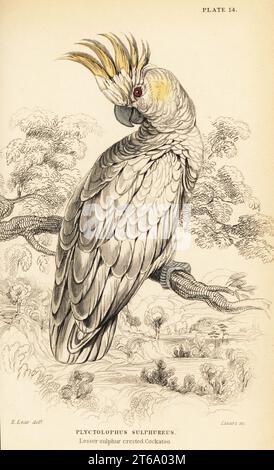 Cockatoo con cresta gialla, Cacatua sulfurea. (Cockatoo con cresta di zolfo minore, Plyctolophus sulfureus.) Incisione su copperplate colorata a mano di William Lizars dopo un'illustrazione di Edward Lear da Prideaux J. Selbys The Natural History of Parrots in Sir William Jardines Naturalists Library: Ornithology, Lizars, Edimburgo, 1836. Foto Stock