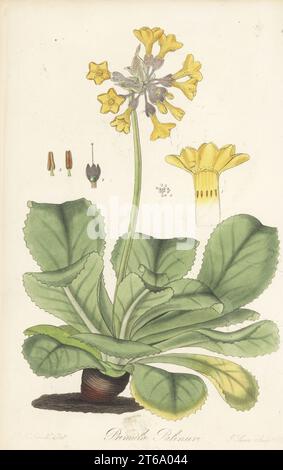 Primula palinuriana, Primula palinuri. In pericolo. Originario delle rocce di Palinuri, vicino a Salerno, Napoli, Italia. Incisione a mano di una lastra di copperplate di Joseph Swan su un'illustrazione botanica di Robert Kaye Greville da Flora esotica di William Jackson Hooker, William Blackwood, Edimburgo, 1823-27. Foto Stock