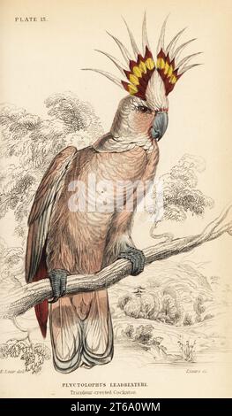 Il cockatoo del maggiore Mitchell, Lophochroa leadbeateri. (Cockatoo tricolore crestato, Plyctolophus leadbeateri.) Incisione su copperplate colorata a mano di William Lizars dopo un'illustrazione di Edward Lear da Prideaux J. Selbys The Natural History of Parrots in Sir William Jardines Naturalists Library: Ornithology, Lizars, Edimburgo, 1836. Foto Stock