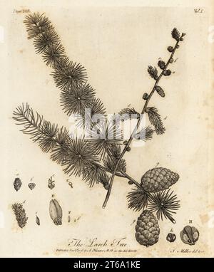 Larice europeo, Larix decidua. Larch Tree, Pinus larix. Incisione su lastra di rame disegnata e incisa da John Miller (Johann Sebastian Muller) da John Evelyns Sylva, or A Discourse of Forest Trees and the Propagation of Timer, J. Dodsley, Londra, 1776. Foto Stock