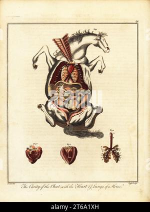 Anatomia di un cavallo. Cavità toracica esposta 1, cuore o vena cava 2, ventricolo sinistro 3 e polmoni 4. Incisione su copperplate a mano di J. Pass dopo un'illustrazione di Daniel Dodd da William Augustus Osbaldistons The British Sportsman, or Nobleman, Gentleman and Farmers Dictionary of Recreation and Amusement, J. Stead, Londra, 1792. Foto Stock