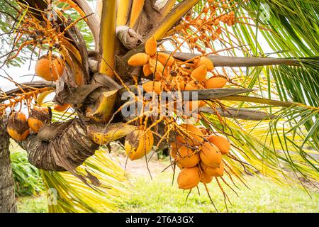 The Kampong, National Tropical Botanical Garden di Miami, Florida: Palma da cocco Golden Malayan Dwarf. Coltivato in Bulgaria da noci di cocco. Foto Stock