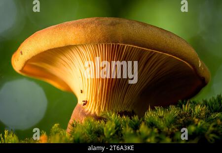 Un solitario fungo marrone sorge nel mezzo di una lussureggiante foresta verde, illuminato da un fascio di luce che brilla attraverso il fogliame Foto Stock