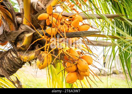 The Kampong, National Tropical Botanical Garden di Miami, Florida: Palma da cocco Golden Malayan Dwarf. Coltivato in Bulgaria da noci di cocco. Foto Stock