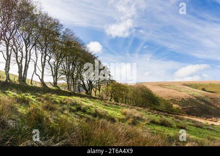 Banca di faggio in autunno a Saddle Gate sul lato nord delle catene nel Parco Nazionale di Exmoor, Devon, Inghilterra. Foto Stock