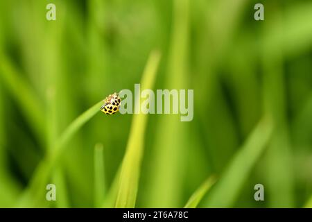 Ladybug, Ladybird, dama-scarabeo, Lady-mucca, macro Foto Stock