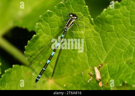 Dragonfly, Damselflies, Calopteryx splendens, Demoiselle a bande, Brídeog Bhandach, Macro - Fotografia closeup, Kilkenny, Irlanda Foto Stock