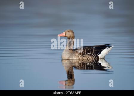 Greylag Goose (Anser anser), Renania settentrionale-Vestfalia, Germania | Graugans (Anser anser), schwimmend, Nordrhein-Westfalen, Deutschland Foto Stock
