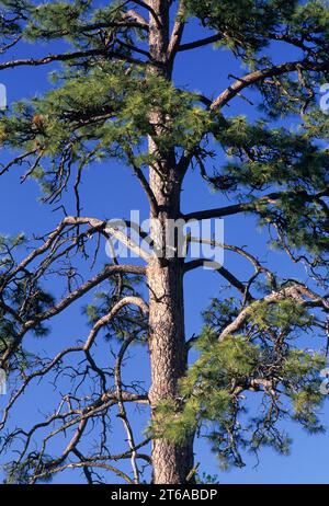 Ponderosa Pine, Okanogan County, Washington Foto Stock