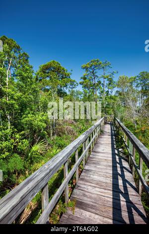 Passeggiata sul lungomare nelle Everglades vicino a Naples, Florida, USA. Foto Stock