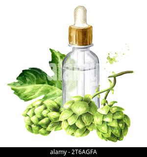 Luppolo verde fresco (Humulus lupulus) ed estratto di luppolo, illustrazione ad acquerello disegnata a mano isolata su sfondo bianco Foto Stock