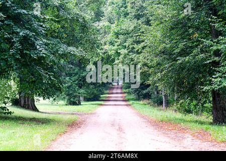 Una strada rurale circondata da alberi secolari Foto Stock