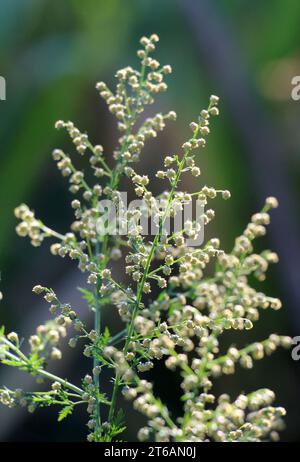 Il legname d'erba (Artemisia annua) cresce in natura Foto Stock