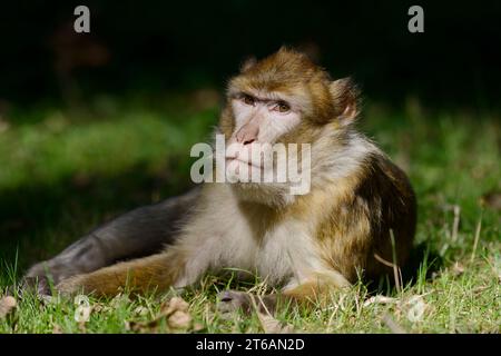 Barbary Macaque (Macaca sylvanus) | Berberaffe oder Magot (Macaca sylvanus) Foto Stock