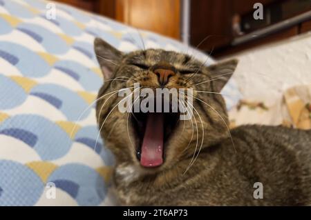 annoiato gatto sbadigliare Foto Stock