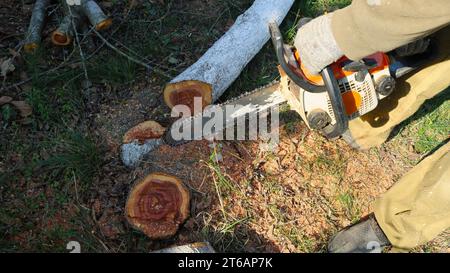 segare un tronco d'albero con una motosega sul prato, rimuovere un vecchio albero da un parco o da un giardino tagliandolo a pezzi con una sega a benzina Foto Stock