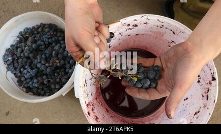 mani del contadino con un mazzo di uva rossa su due contenitori con raccolta di frutta e succo d'uva, selezione manuale di materie prime adatte Foto Stock