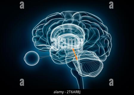 Visualizzazione a raggi X dell'acquedotto cerebrale o Sylvius illustrazione del rendering 3D. Anatomia del cervello umano e del sistema ventricolare, medico, sanitario, biologia, scienza, Foto Stock