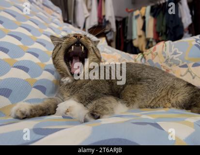 annoiato gatto sbadigliare Foto Stock