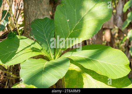 (Tectona grandis, ) ficus lyrata background giovani foglie di teak in giardino, asia Indonesia Foto Stock