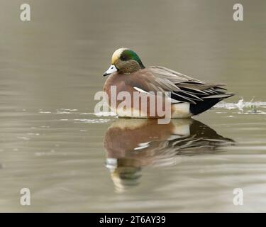 Maschio American Wigeon (Mareca americana) Colusa County California USA Foto Stock