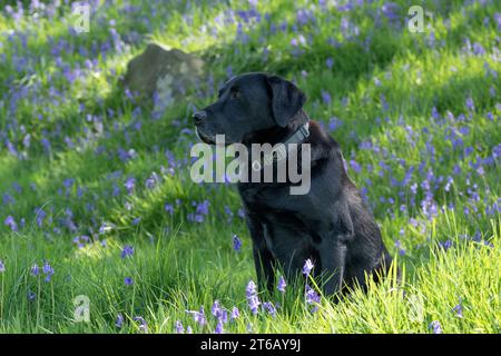 Un labrador retriever nero seduto in una zona di campanelli inglesi. Foto Stock