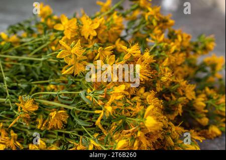 Erbe medicinali St. L'erba di John è pronta per l'essiccazione. Ramoscelli e fiori secchi di St. L'erba di John su sfondo grigio. Foto Stock