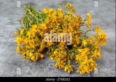 Erbe medicinali St. L'erba di John è pronta per l'essiccazione. Ramoscelli e fiori secchi di St. L'erba di John su sfondo grigio. Foto Stock