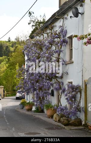 Wisteria a Inistioge, Co. Kilkenny, Irlanda. Foto Stock