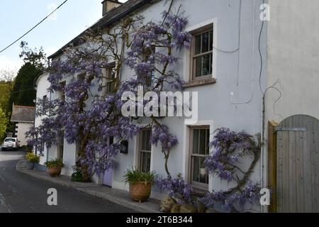 Wisteria a Inistioge, Co. Kilkenny, Irlanda. Foto Stock