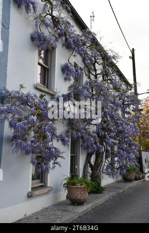 Wisteria a Inistioge, Co. Kilkenny, Irlanda. Foto Stock