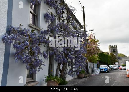 Wisteria a Inistioge, Co. Kilkenny, Irlanda. Foto Stock