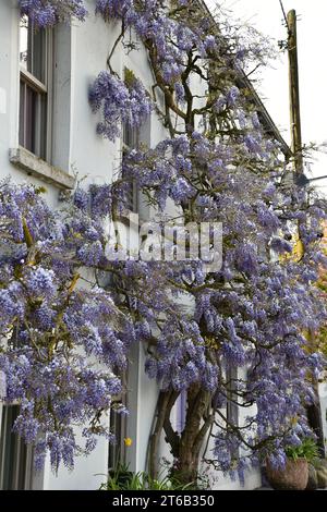 Wisteria a Inistioge, Co. Kilkenny, Irlanda. Foto Stock