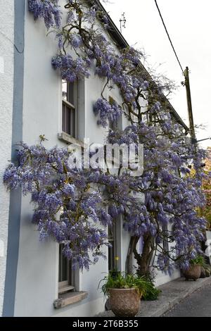 Wisteria a Inistioge, Co. Kilkenny, Irlanda. Foto Stock