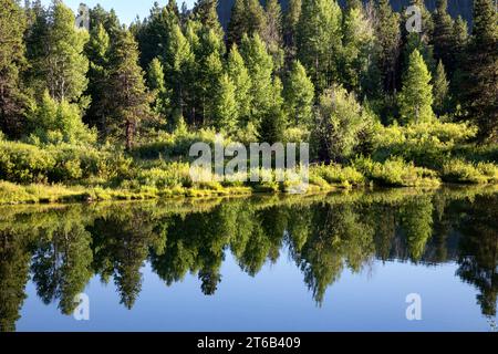 WY05674-00...WYOMING - alberi che si riflettono nel fiume Snake all'Oxbow nel Grand Teton National Park. Foto Stock