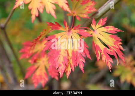 Foglie autunnali rosse e arancioni dell'Acer japonicum 'AconitifoliumÕ, noto anche come acero lunare pieno o acero nero giapponese, durante la sua esposizione autunnale. Foto Stock