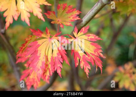 Foglie autunnali rosse e arancioni dell'Acer japonicum 'AconitifoliumÕ, noto anche come acero lunare pieno o acero nero giapponese, durante la sua esposizione autunnale. Foto Stock