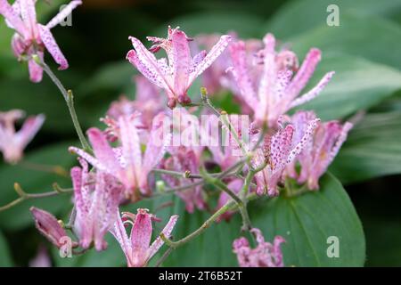 Tricyrtis hirta viola e bianco maculato, il giglio di rospo giapponese o il giglio di rospo peloso in fiore. Foto Stock