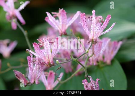 Tricyrtis hirta viola e bianco maculato, il giglio di rospo giapponese o il giglio di rospo peloso in fiore. Foto Stock