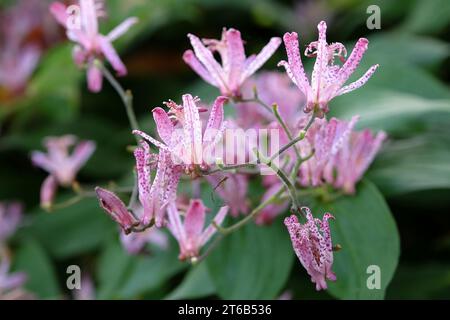 Tricyrtis hirta viola e bianco maculato, il giglio di rospo giapponese o il giglio di rospo peloso in fiore. Foto Stock