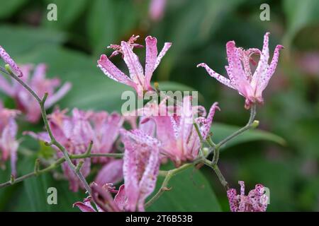 Tricyrtis hirta viola e bianco maculato, il giglio di rospo giapponese o il giglio di rospo peloso in fiore. Foto Stock
