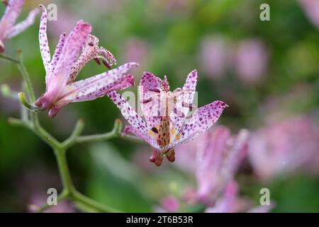 Tricyrtis hirta viola e bianco maculato, il giglio di rospo giapponese o il giglio di rospo peloso in fiore. Foto Stock