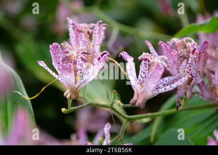 Tricyrtis hirta viola e bianco maculato, il giglio di rospo giapponese o il giglio di rospo peloso in fiore. Foto Stock