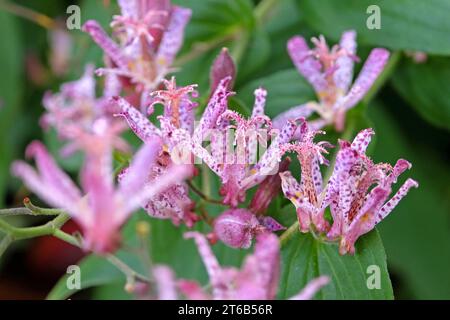 Tricyrtis hirta viola e bianco maculato, il giglio di rospo giapponese o il giglio di rospo peloso in fiore. Foto Stock
