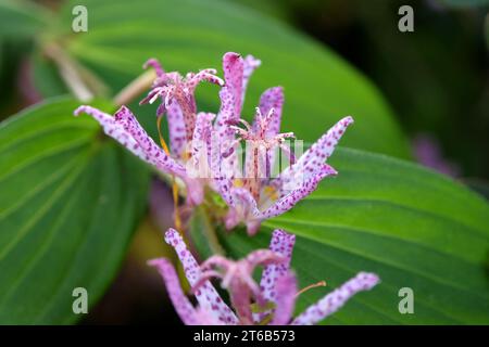 Tricyrtis hirta viola e bianco maculato, il giglio di rospo giapponese o il giglio di rospo peloso in fiore. Foto Stock