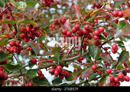Le bacche rosse del Cocksure Hawthorn durante l'autunno. Foto Stock