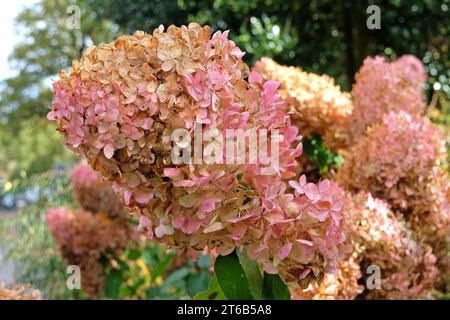 Teste di fiori marroni e rosa sbiadenti di Hydrangea paniculata, o ortensia 'PhantomÕ. Foto Stock